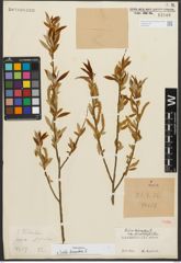 Foto von Salix triandra L.
